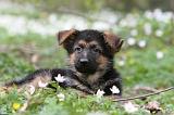 BERGER ALLEMAND 1070